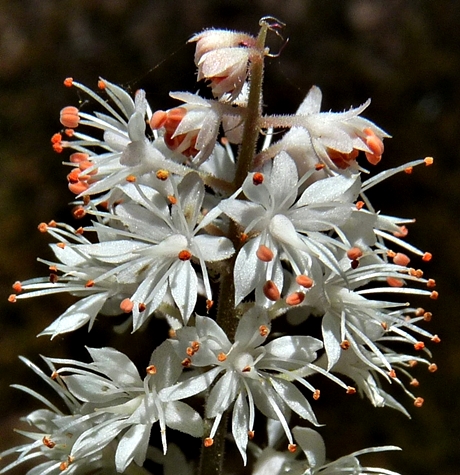 {Tiarella cordifolia}